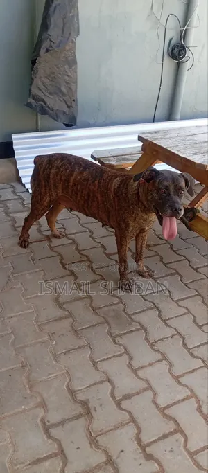 1+ year Female Purebred Boerboel