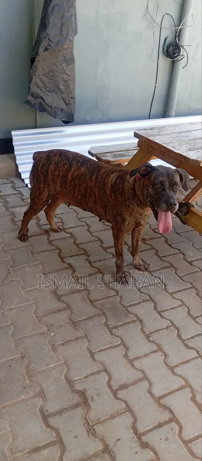 1+ year Female Purebred Boerboel