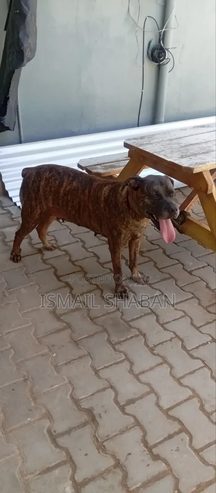 1+ year Female Purebred Boerboel