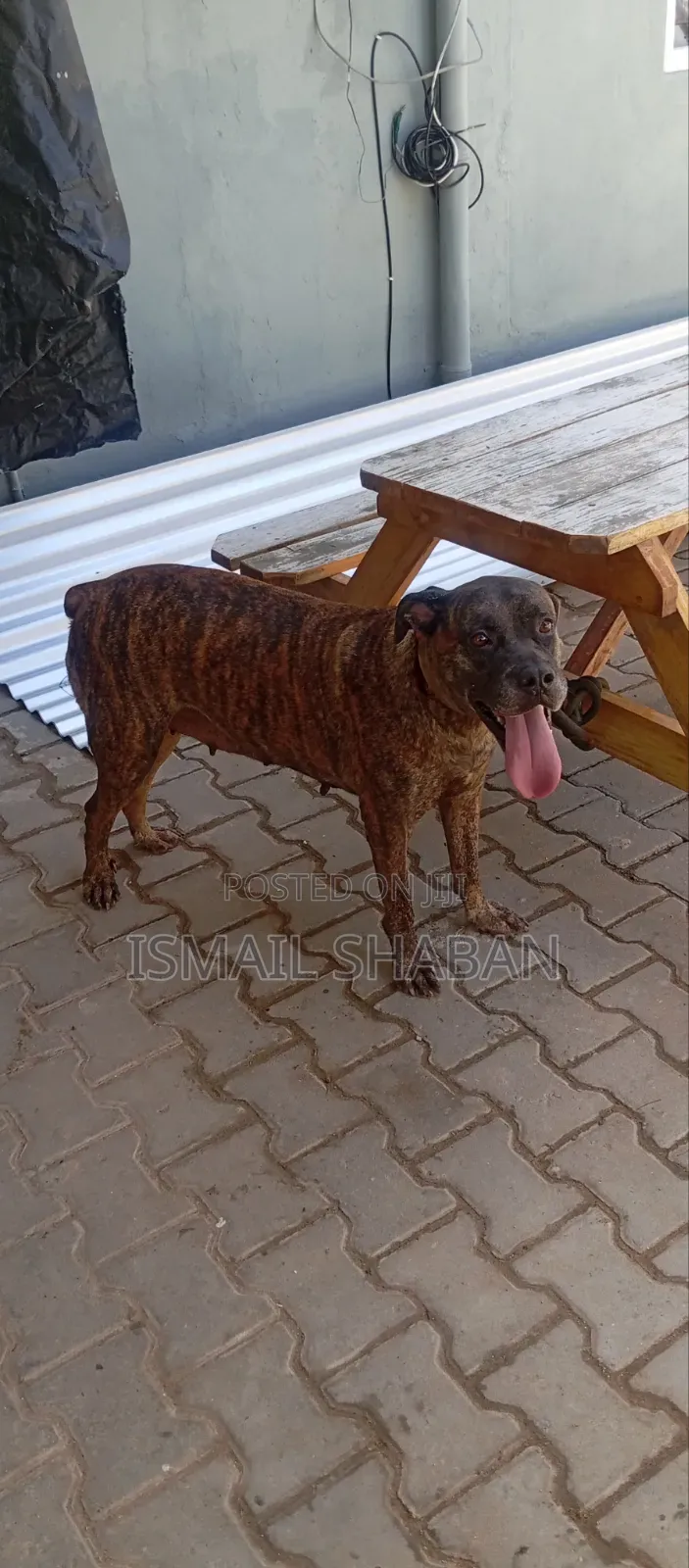 1+ year Female Purebred Boerboel