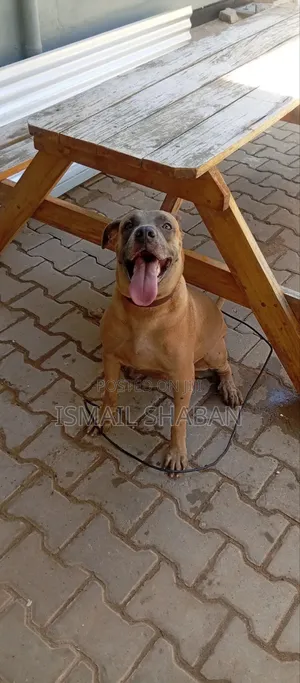 1+ year Female Mixed Breed Boerboel