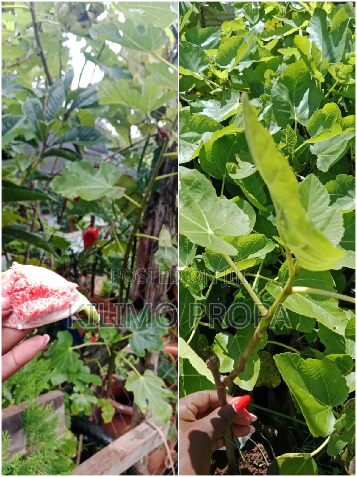 Fruit Tree Seedlings.