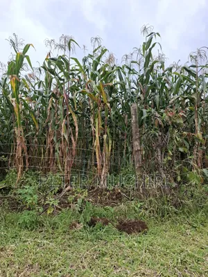 Quarter an Acre Ideal for Kyu Hostel Construction