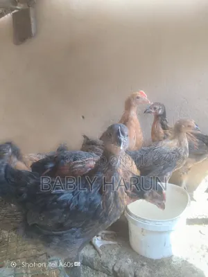Kienyeji Chicks