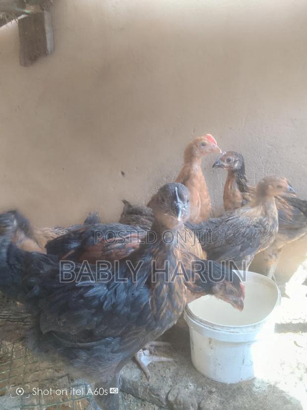 Kienyeji Chicks