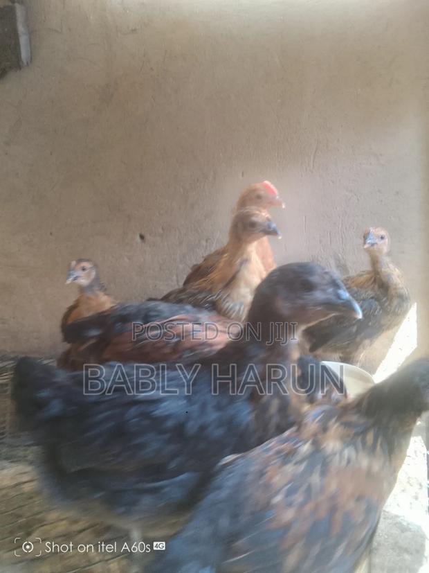 Kienyeji Chicks - thumbnail 2