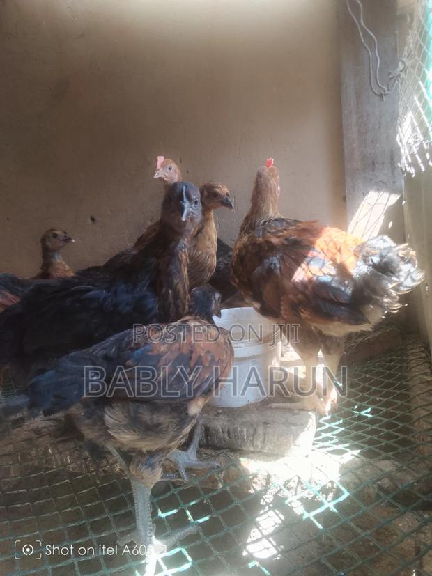 Kienyeji Chicks - thumbnail 3
