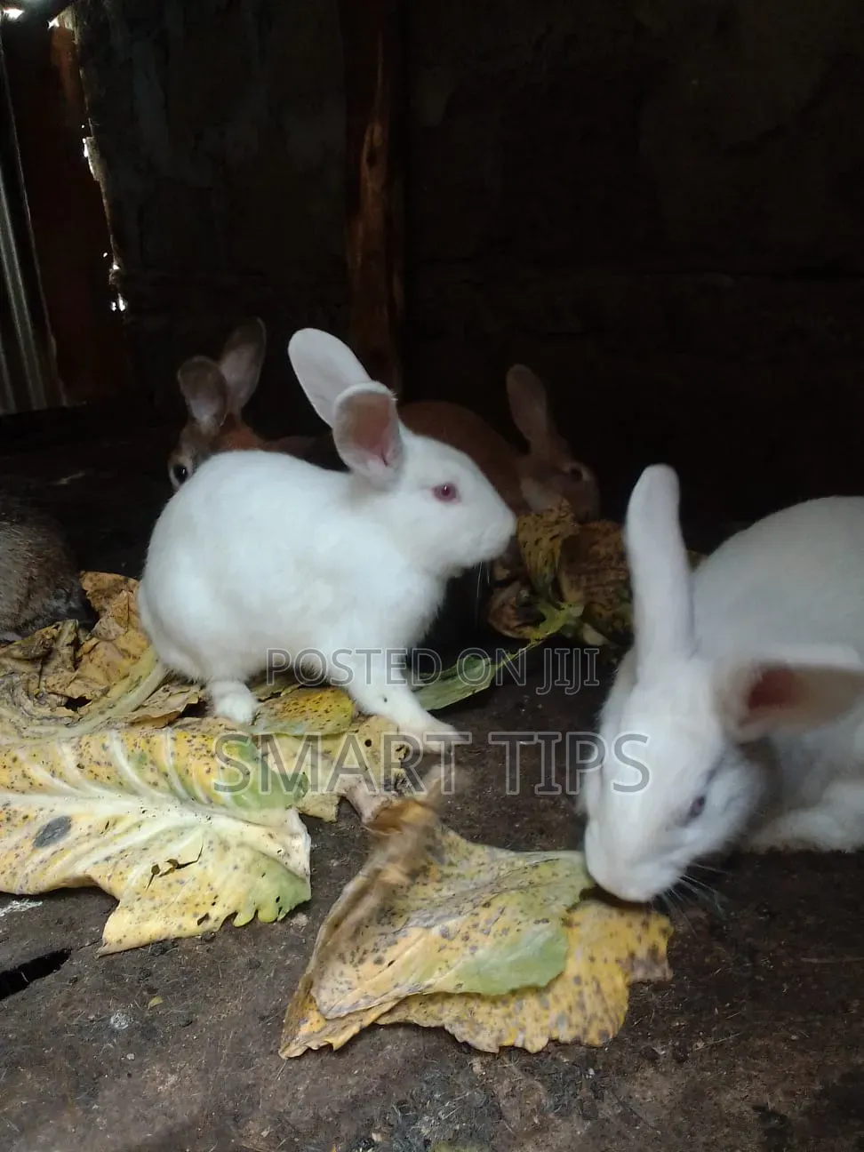 Rabbit Needed