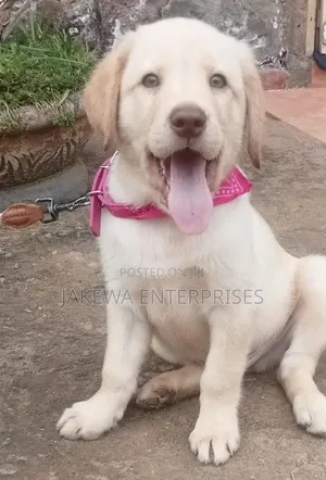1-3 months Male Purebred Labrador Retriever