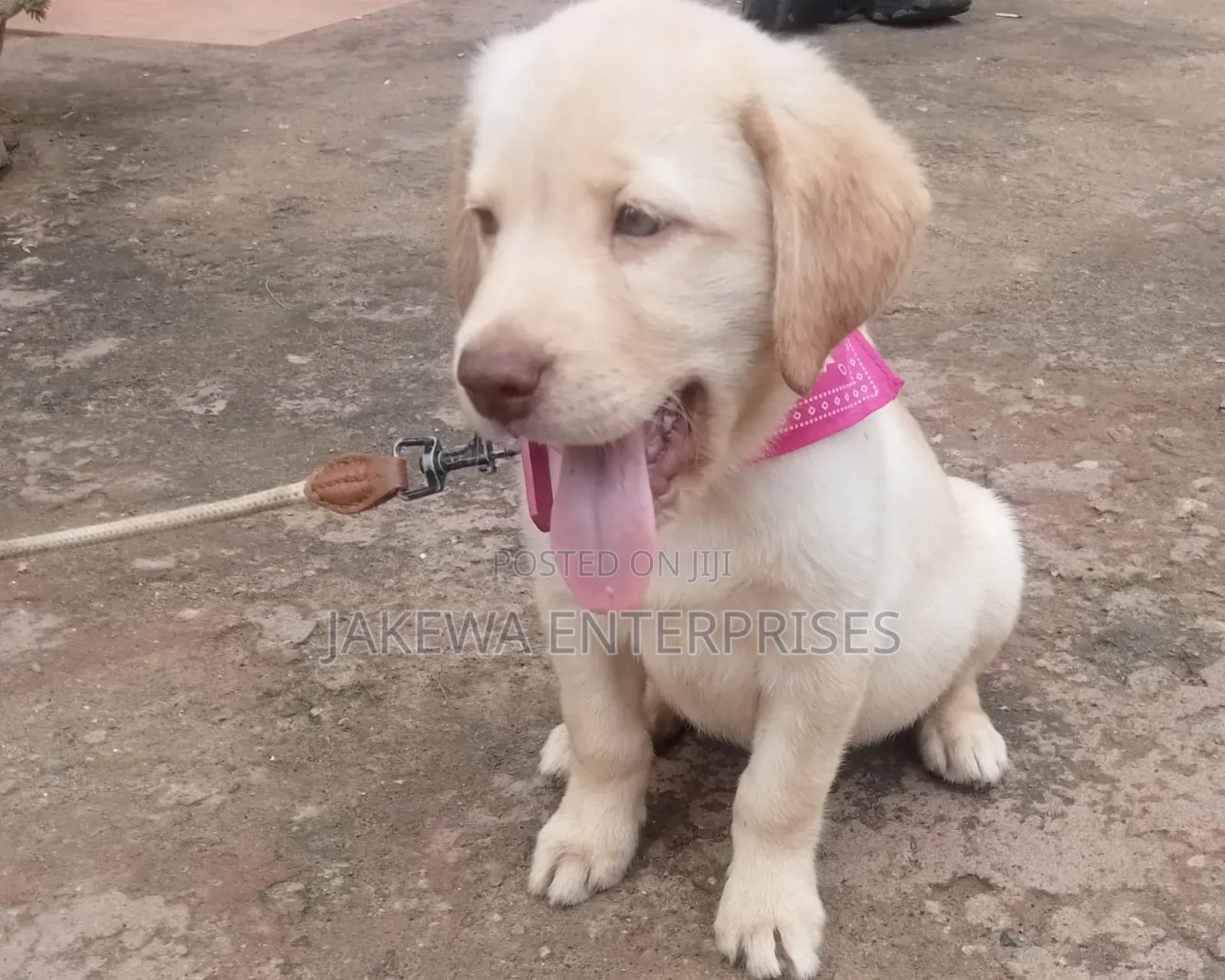 1-3 months Female Purebred Labrador Retriever