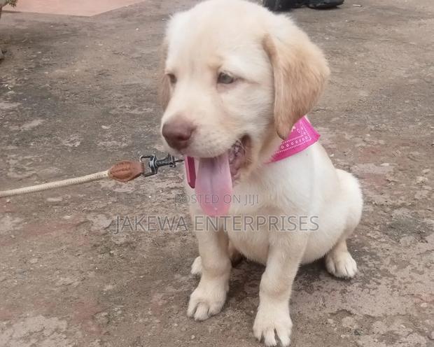 1-3 months Female Purebred Labrador Retriever - main view
