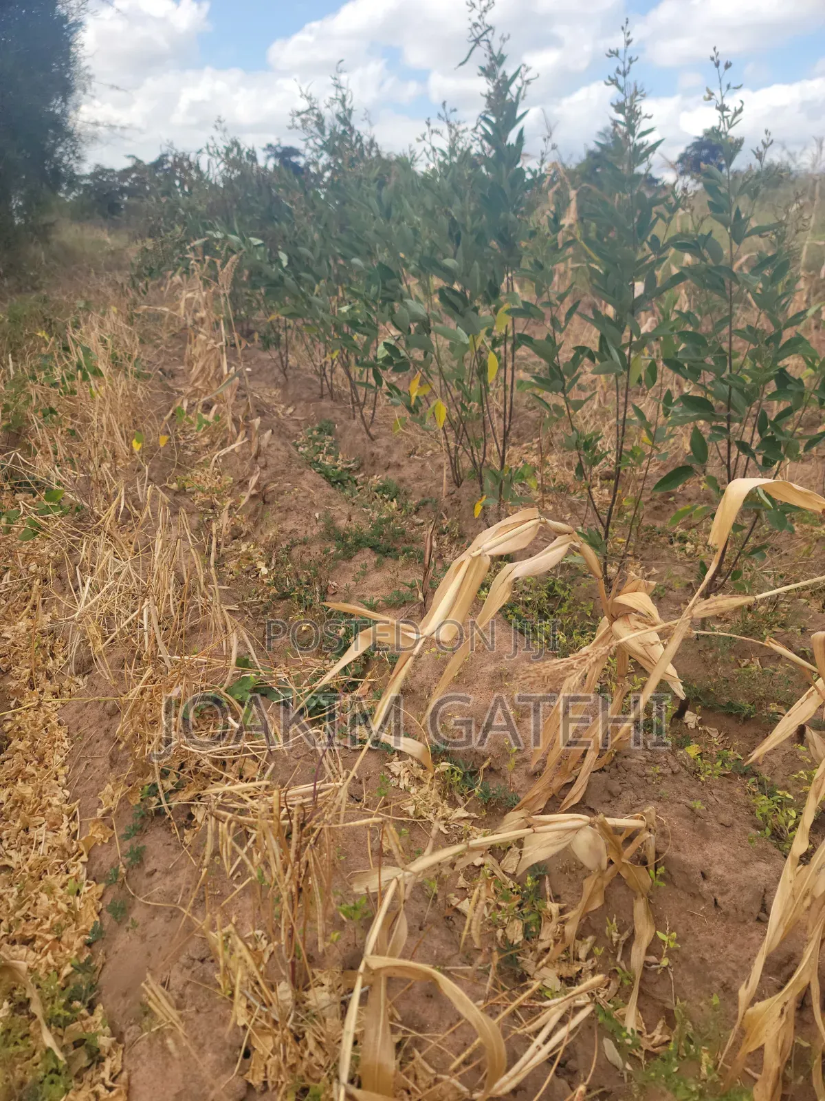 50*100 Plots Matuu