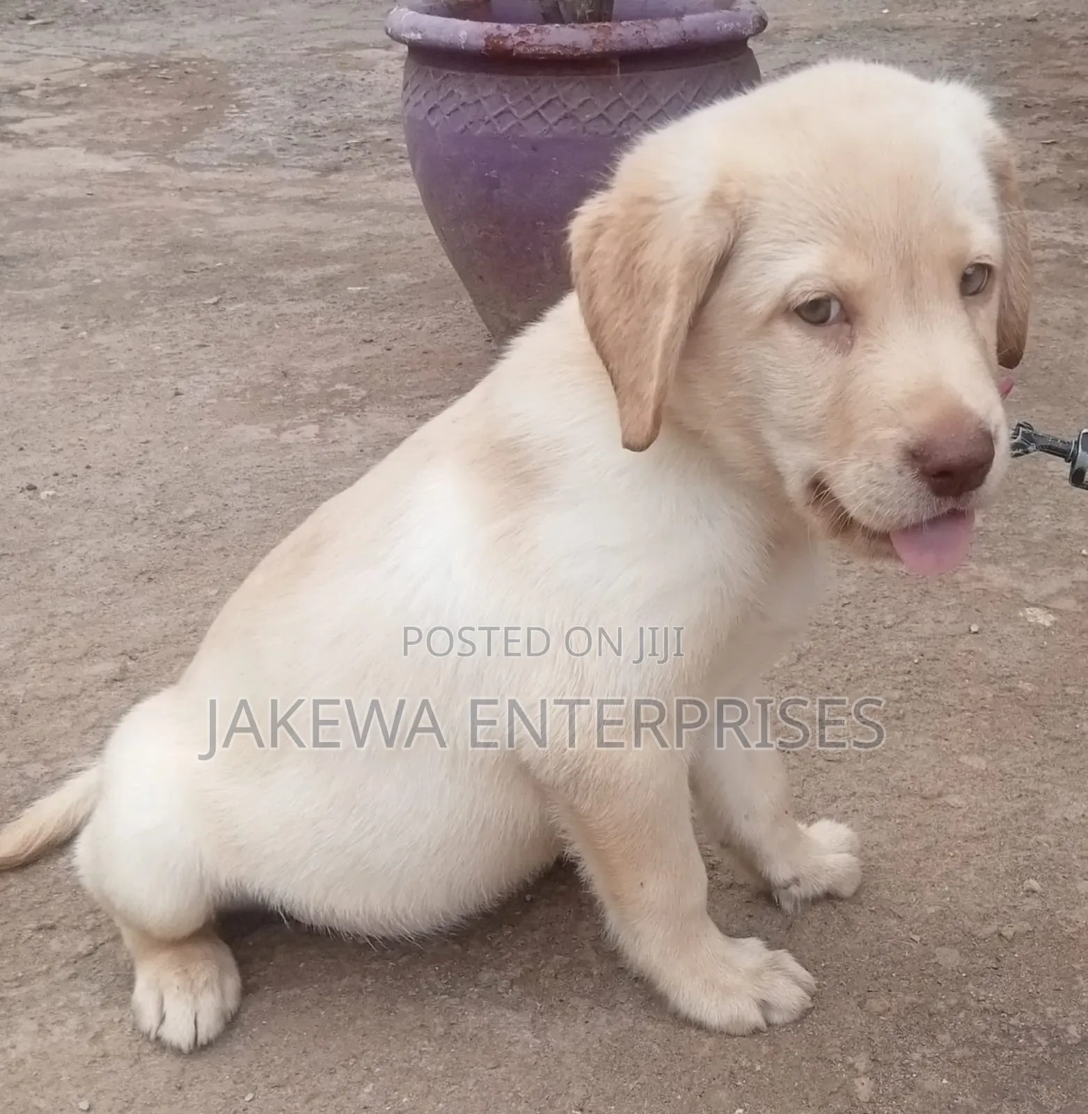1-3 months Male Purebred Labrador Retriever