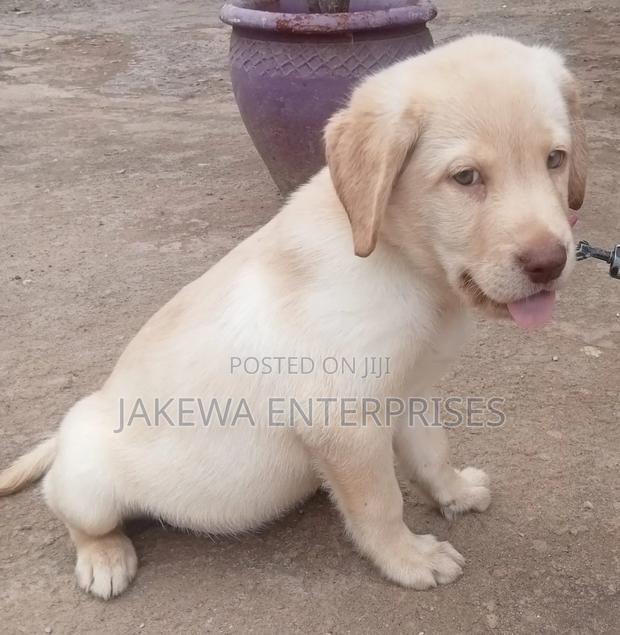 1-3 months Male Purebred Labrador Retriever