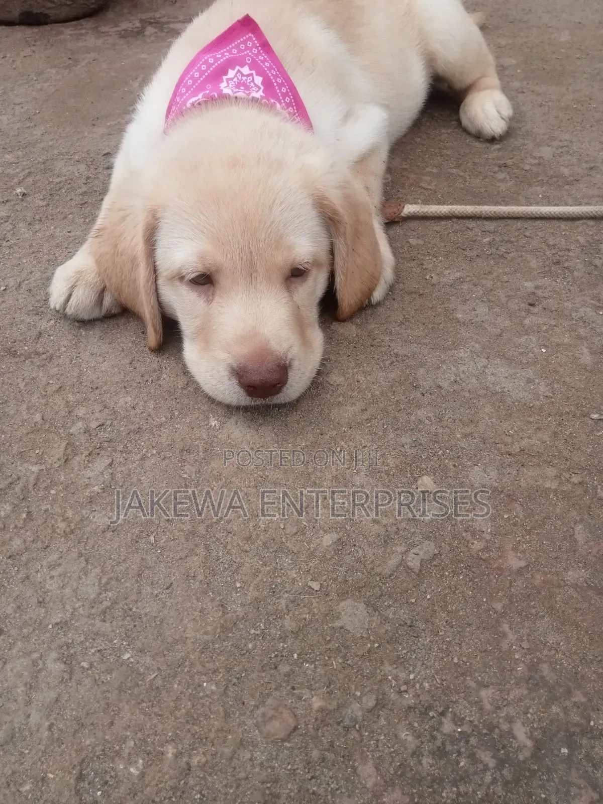 1-3 months Female Purebred Labrador Retriever