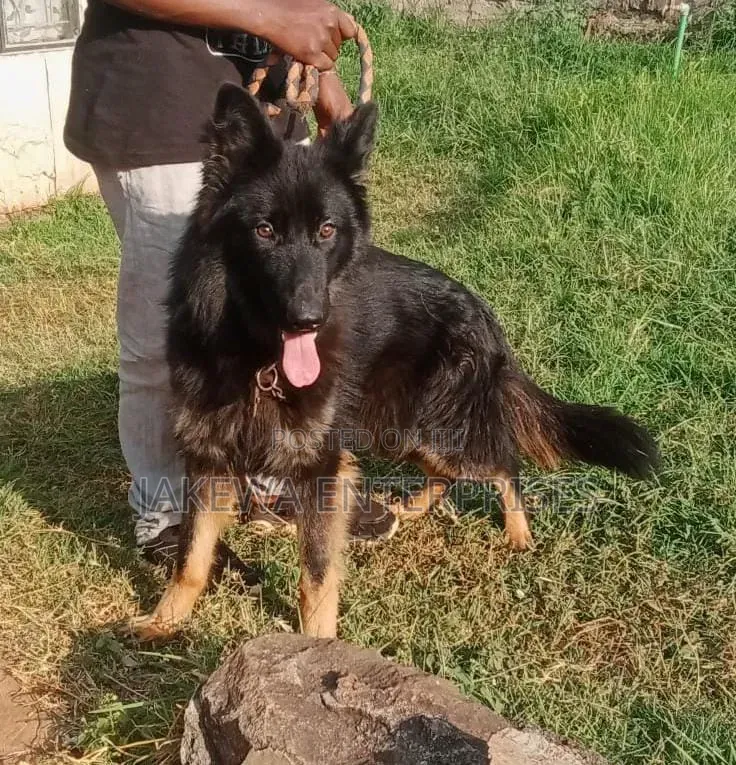 6-12 months Female Purebred German Shepherd
