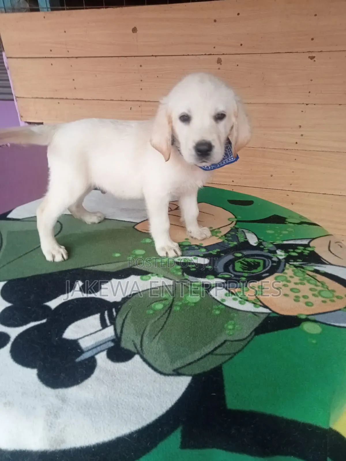 1-3 months Female Purebred Labrador Retriever