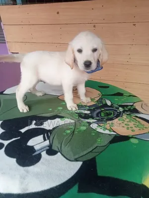 1-3 months Female Purebred Labrador Retriever