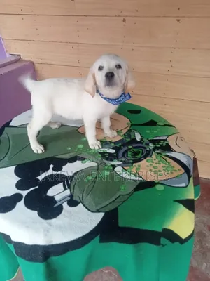 1-3 months Female Purebred Labrador Retriever