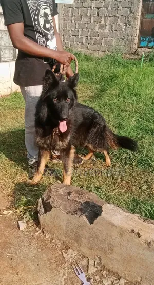 6-12 months Female Purebred German Shepherd