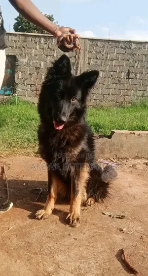 6-12 months Female Purebred German Shepherd