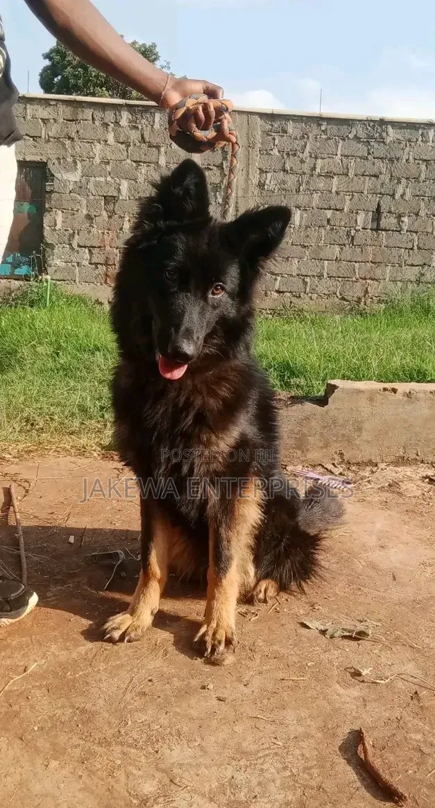 6-12 months Female Purebred German Shepherd