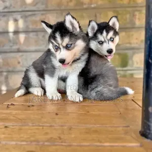 1-3 months Male Purebred Siberian Husky