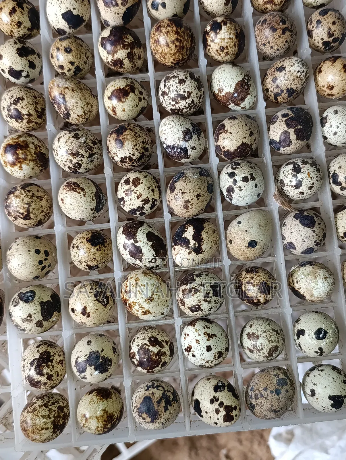Quail Eggs Packed in a Plastic Setter Tray for Incubation/ Consumption