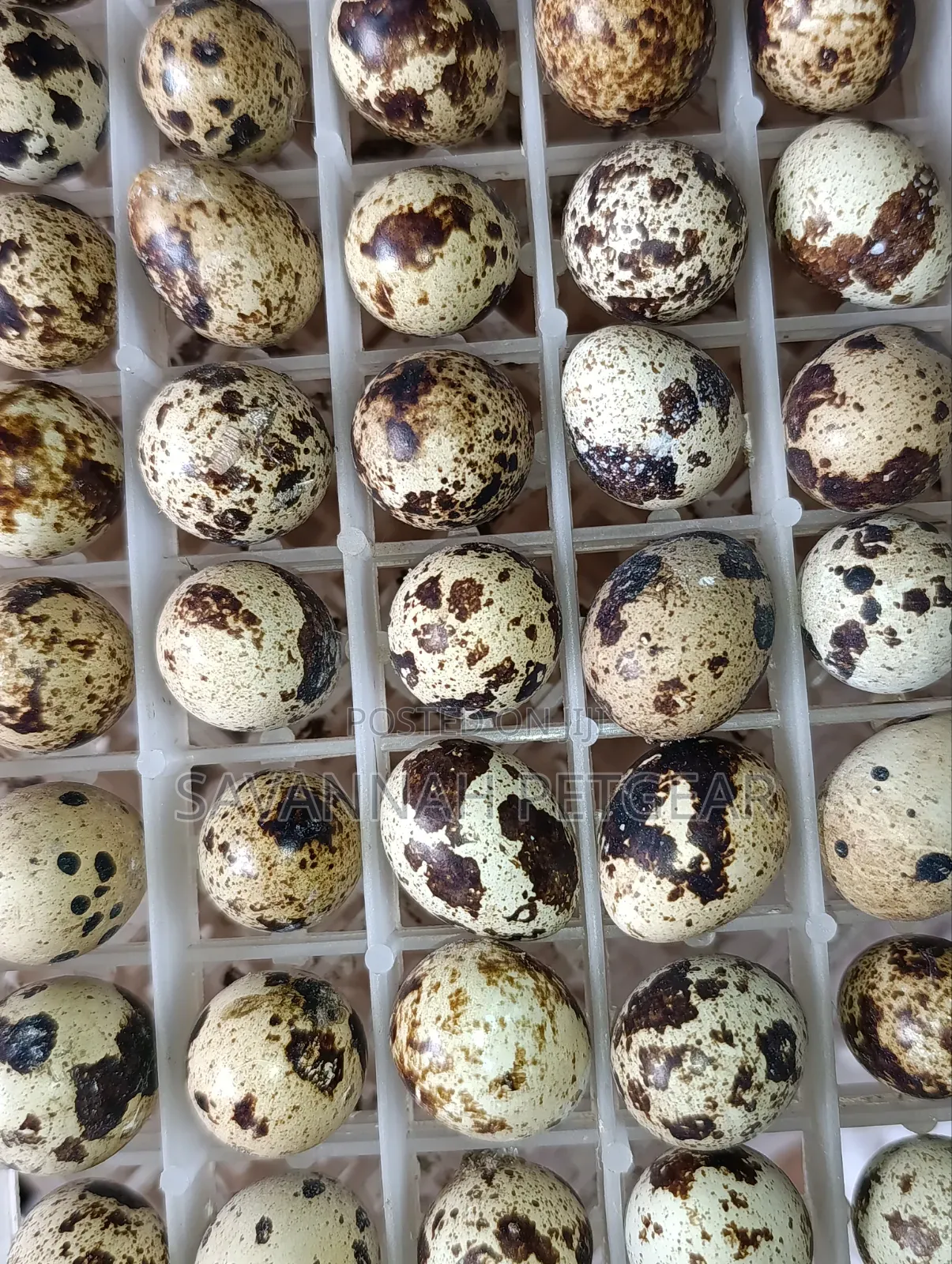Quail Eggs Packed in a Plastic Setter Tray for Incubation/ Consumption