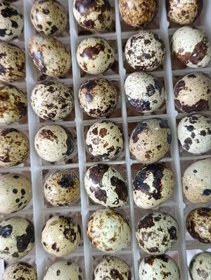 Quail Eggs Packed in a Plastic Setter Tray for Incubation/ Consumption