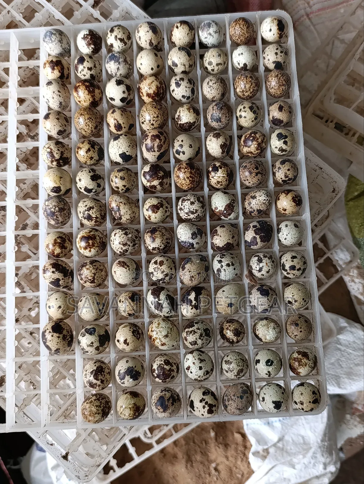 Quail Eggs Packed in a Plastic Setter Tray for Incubation/ Consumption