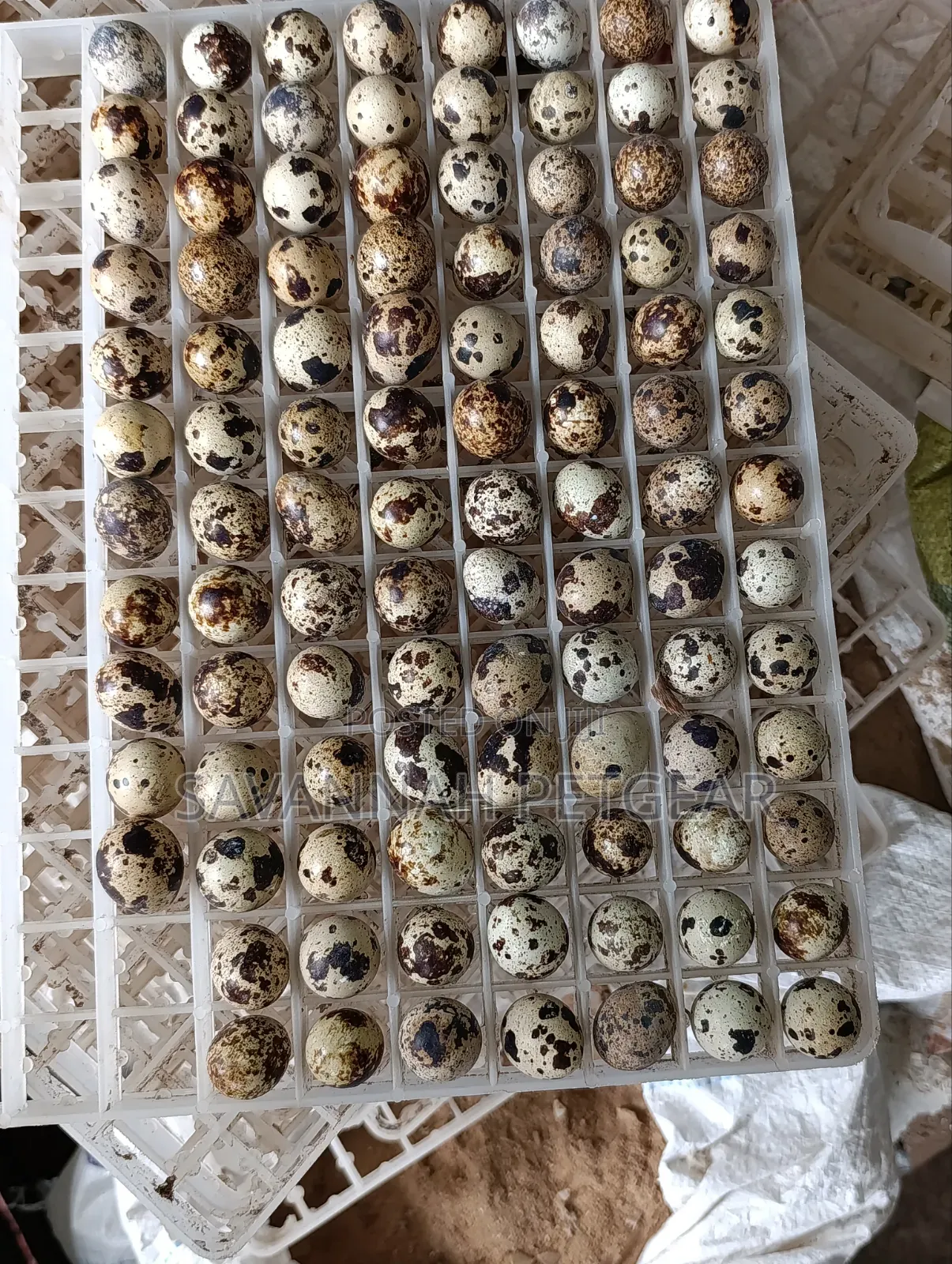 Quail Eggs Packed in a Plastic Setter Tray for Incubation/ Consumption
