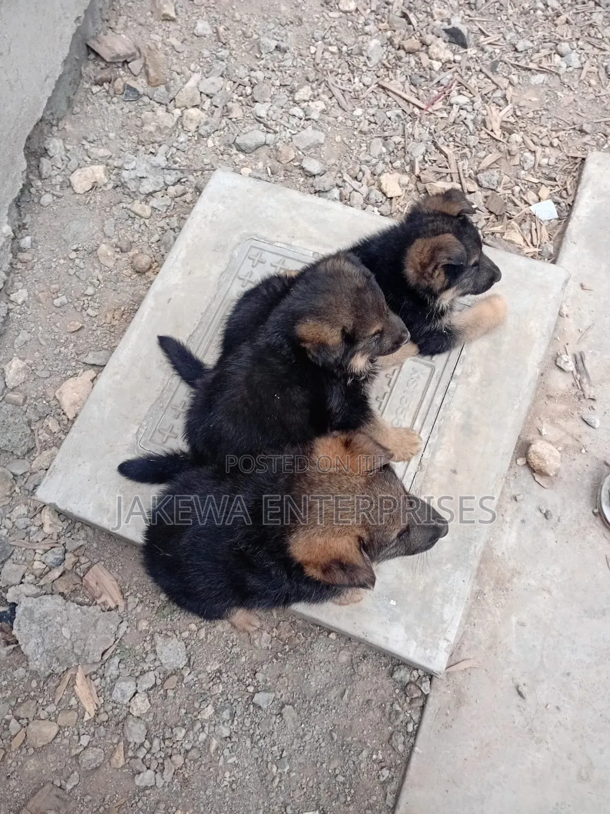 1-3 months Male Purebred German Shepherd