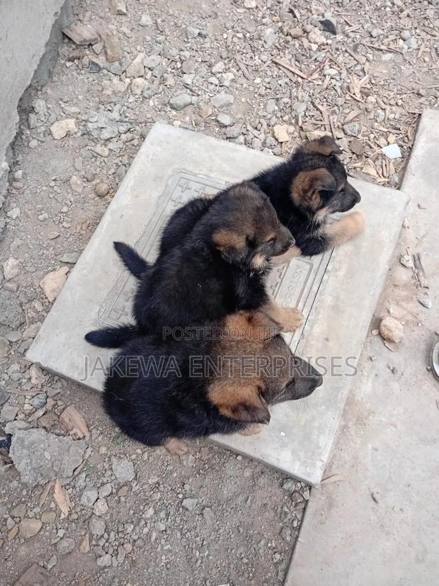 1-3 months Male Purebred German Shepherd