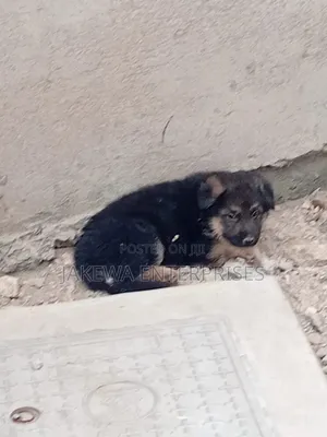 1-3 months Female Purebred German Shepherd