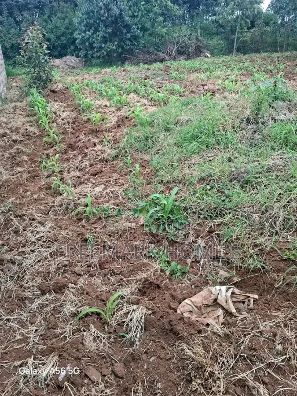 Kikuyu Ndeiya Plot on Sale