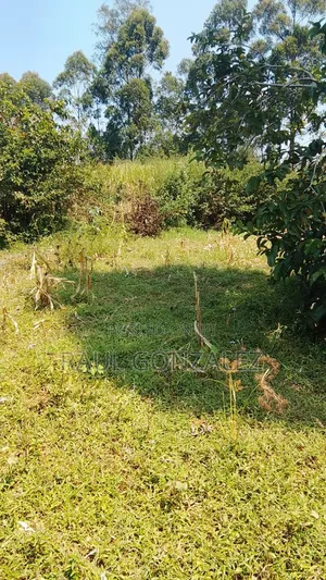 1/4 Acre Piece of Land