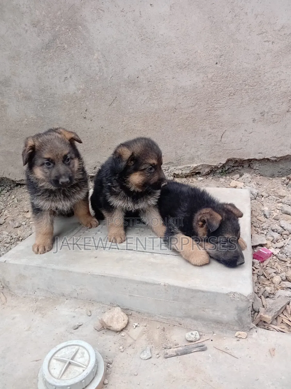 1-3 months Female Purebred German Shepherd