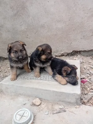 1-3 months Female Purebred German Shepherd
