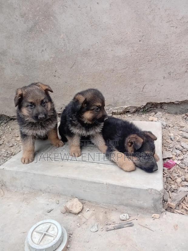 1-3 months Female Purebred German Shepherd