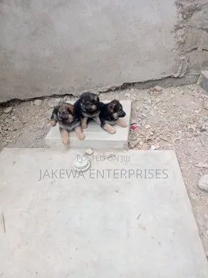 1-3 months Male Purebred German Shepherd