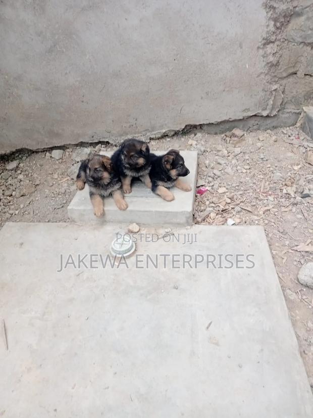 1-3 months Male Purebred German Shepherd - thumbnail 2