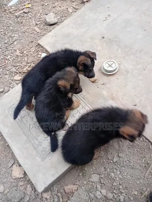 1-3 months Male Purebred German Shepherd