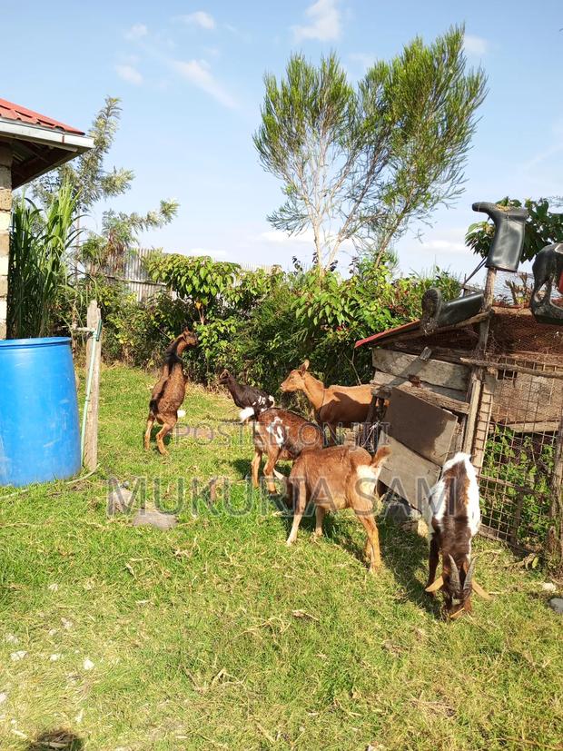 Dairy Goats