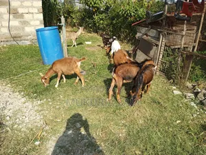 Dairy Goats