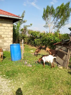 Dairy Goats