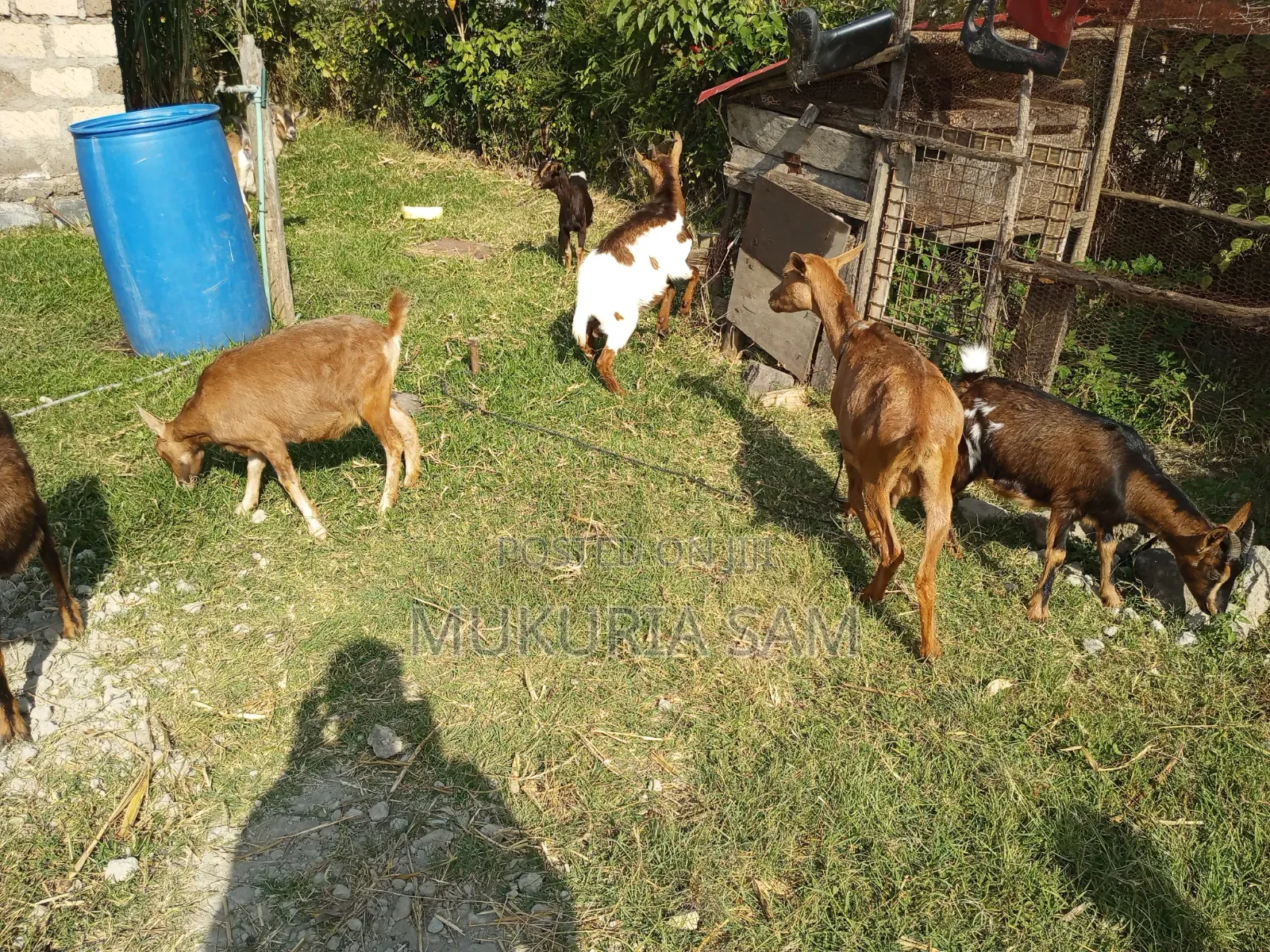 Dairy Goats