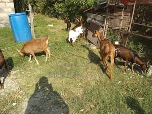 Dairy Goats