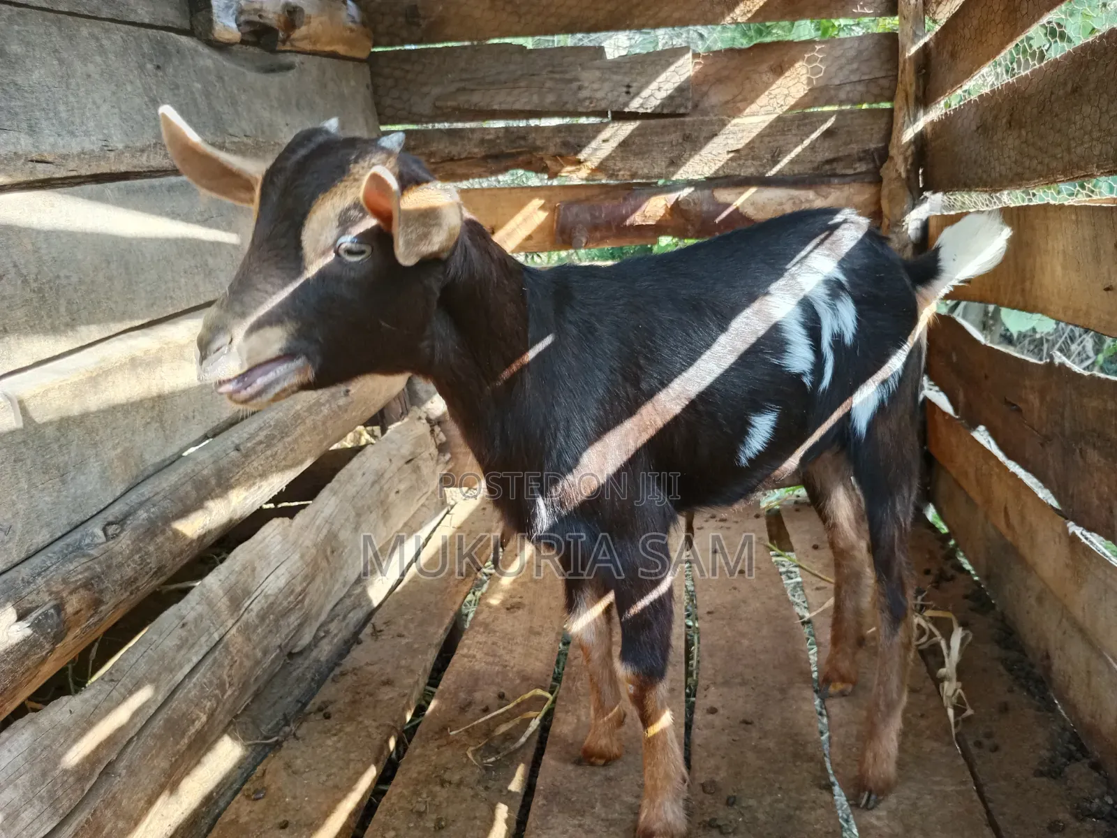Dairy Goats