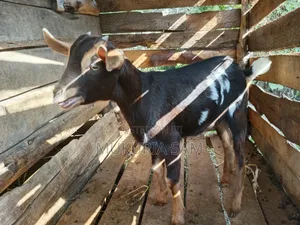 Dairy Goats